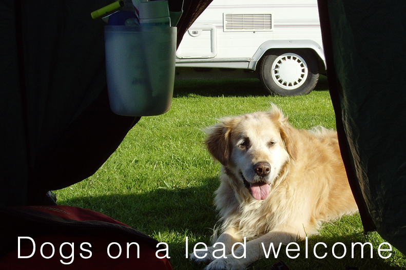 Dogs welcome at our Herefordshire Campsite