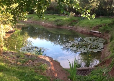 Beautiful ponds at Herefordshire campsite